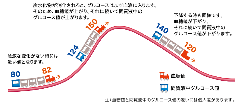 急激な変化がない時には近い値となります。 → 炭水化物が消化されると、グルコースはまず血液に入ります。そのため、血糖値が上がり、それに続いて間質液中のグルコース値が上がります。 → 下降する時も同様です。血糖値が下がり、それに続いて間質液中のグルコース値が下がります。 注）血糖値と間質液中のグルコース値の違いには個人差があります。